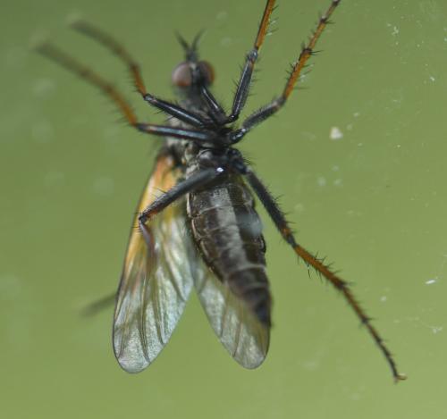 Réf. 253 961 : Empis tessellata